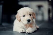 ジャンプした瞬間「消えた」ゴールデン子犬...ネット「何回見ても笑う」（写真はイメージです）　VANDER FILMS-Unsplash
